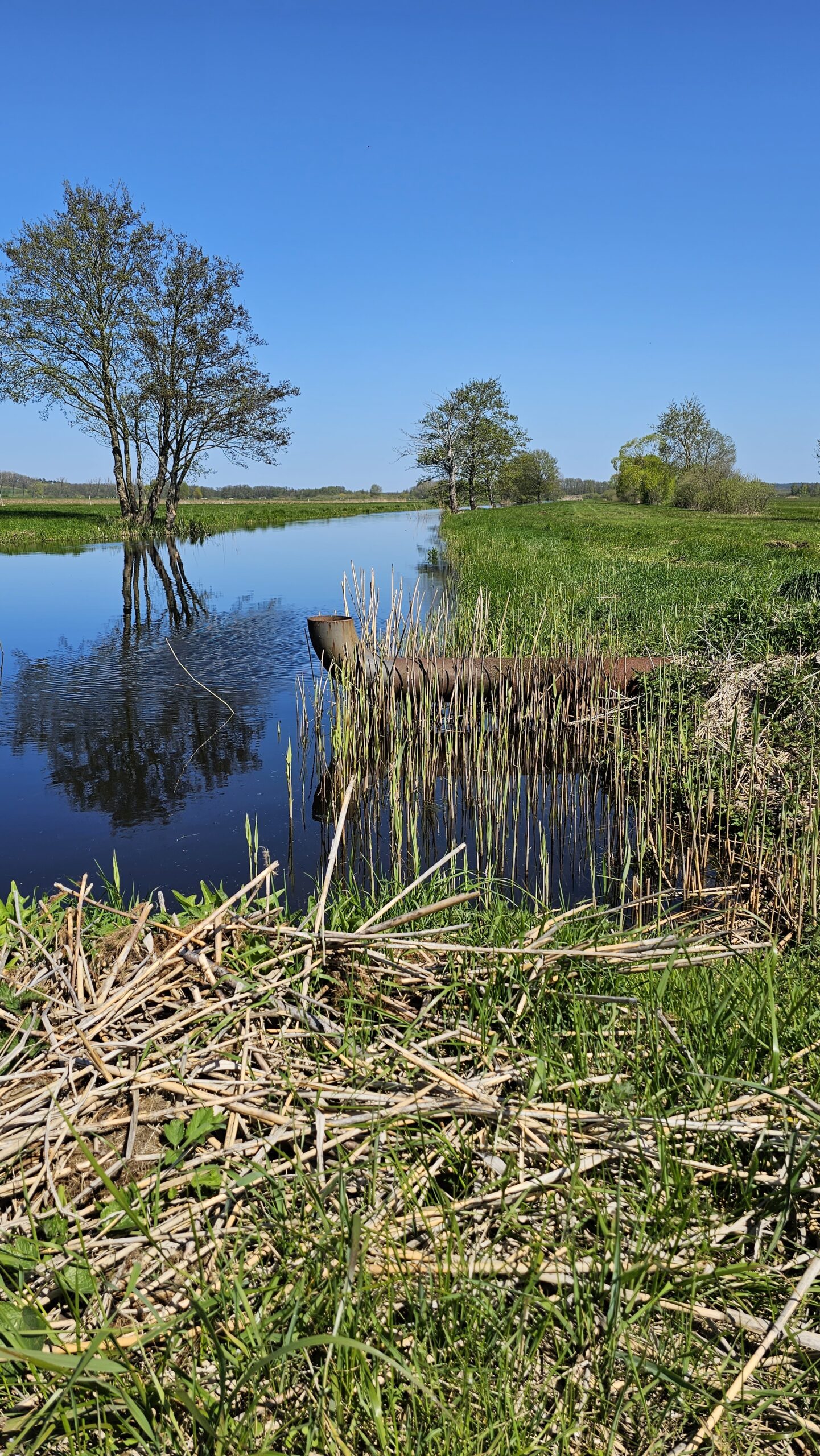 Natur auf Usedom