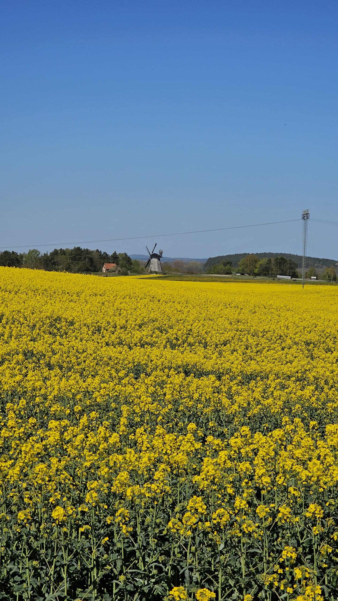 Natur auf Usedom