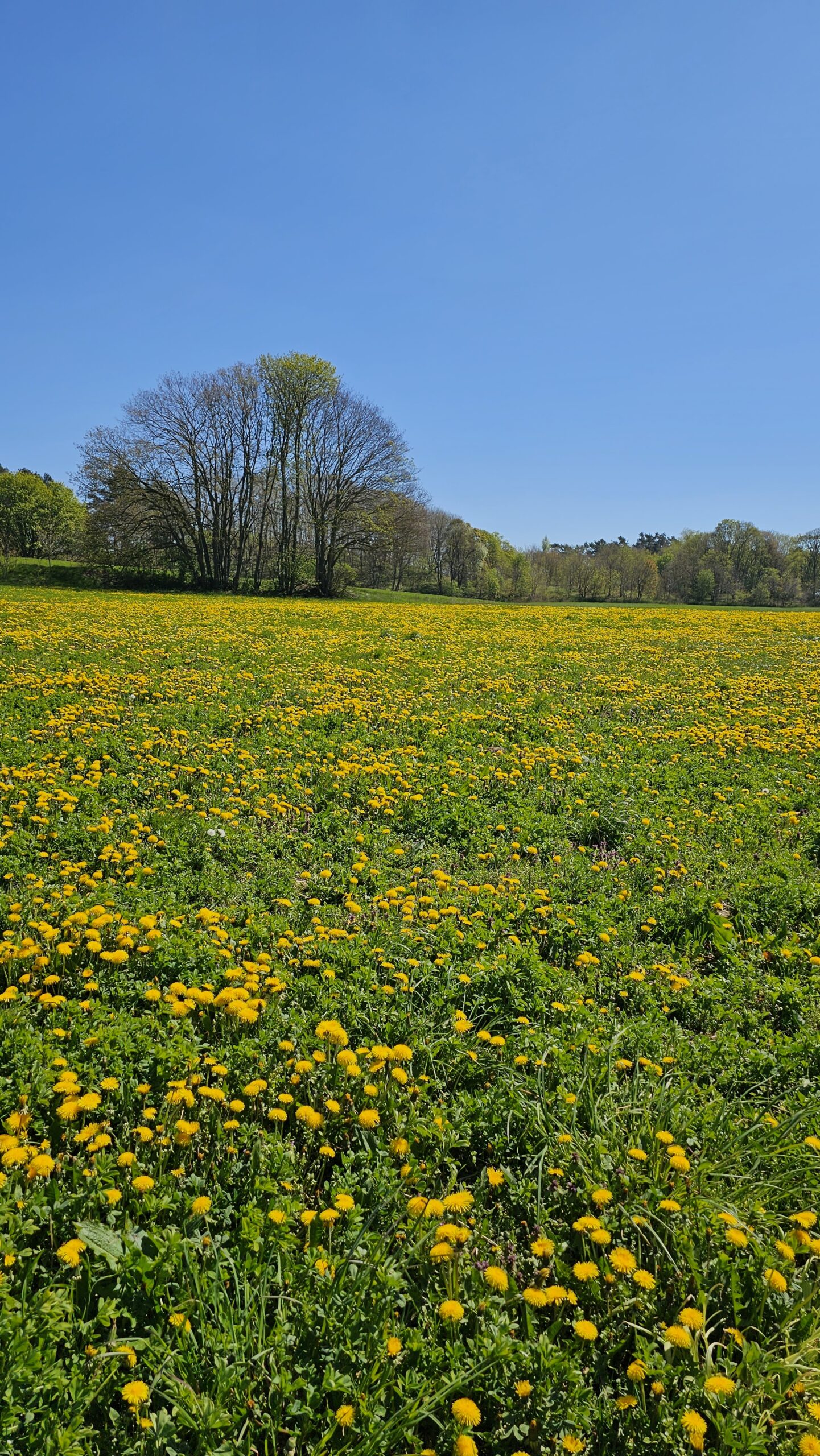 Natur auf Usedom