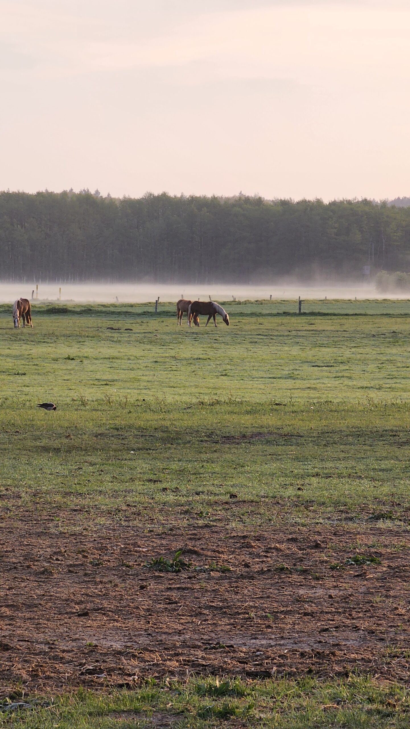 Natur auf Usedom