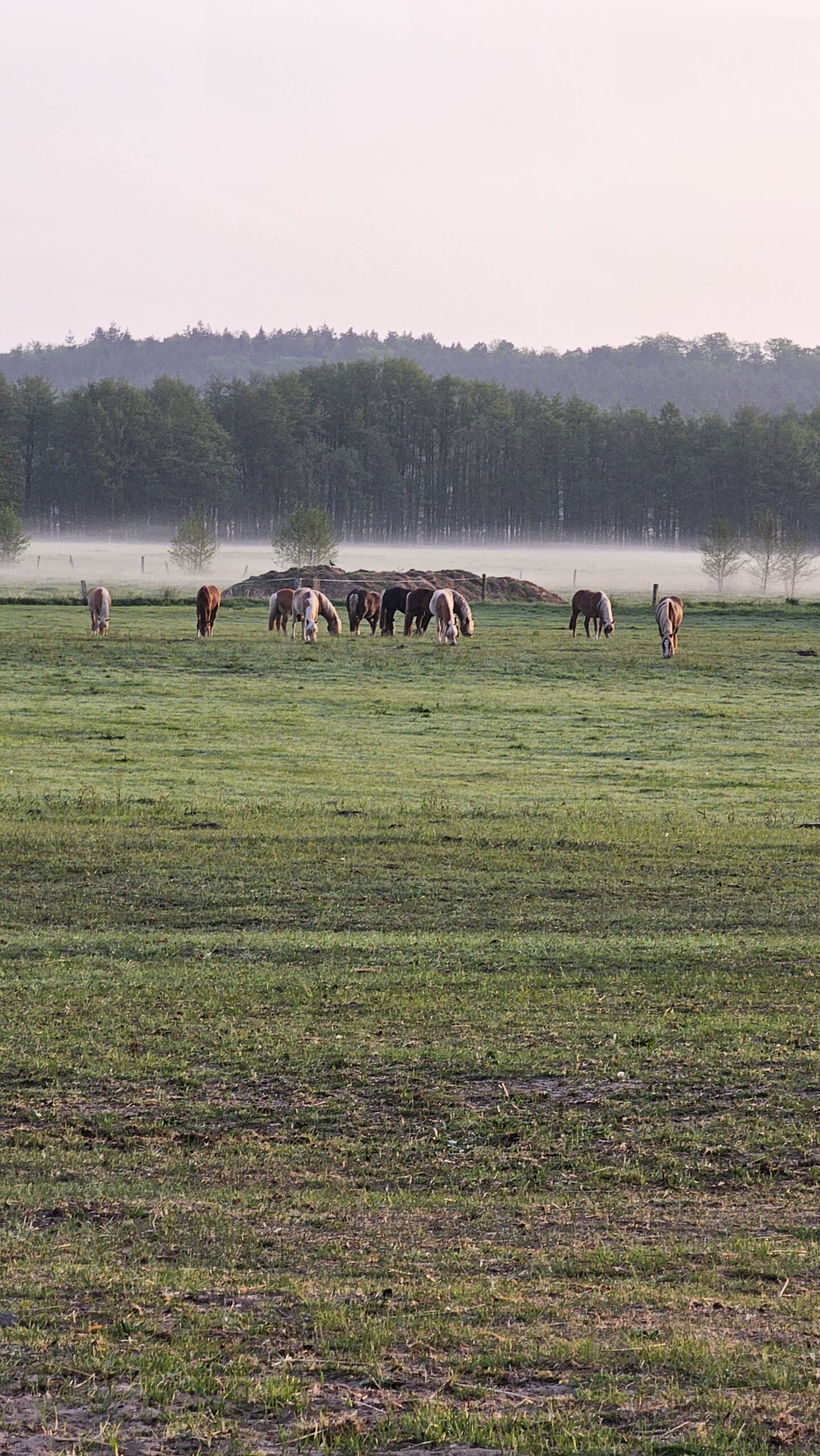Natur auf Usedom
