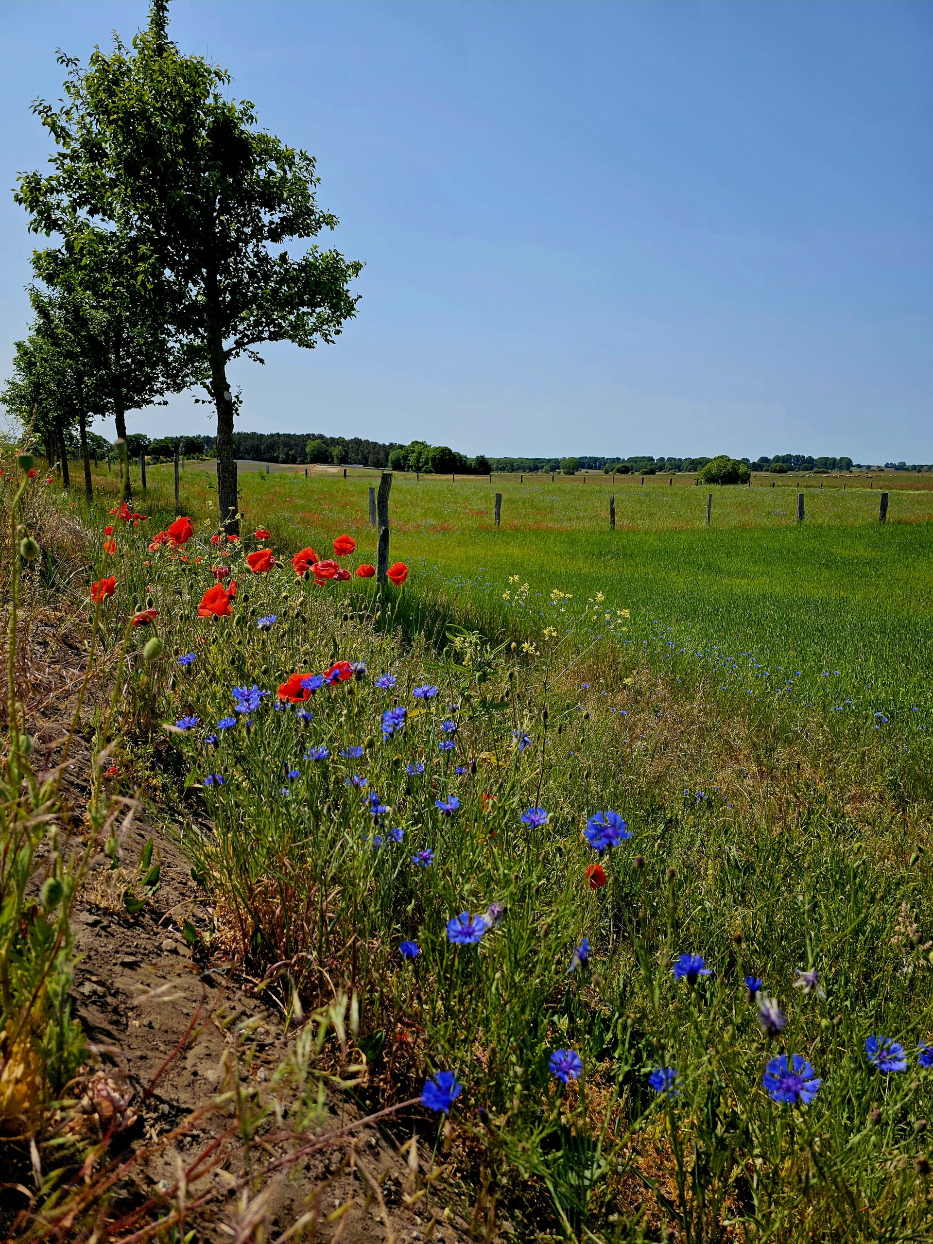Natur auf Usedom