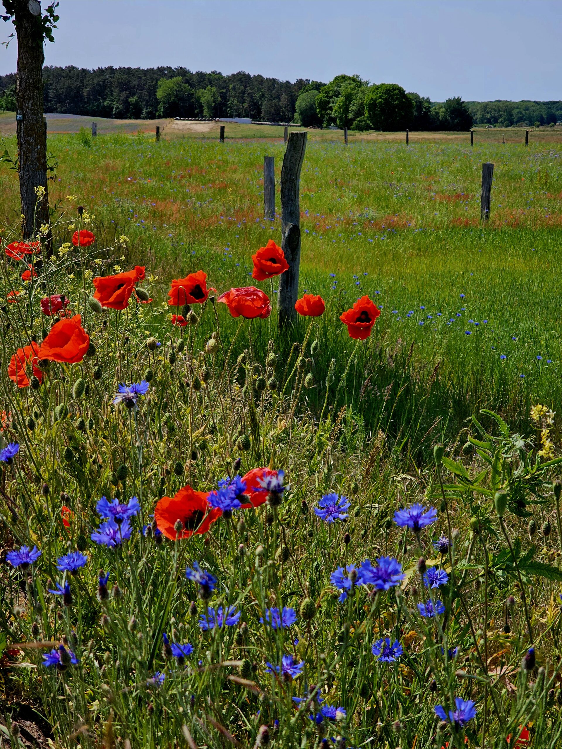 Natur auf Usedom