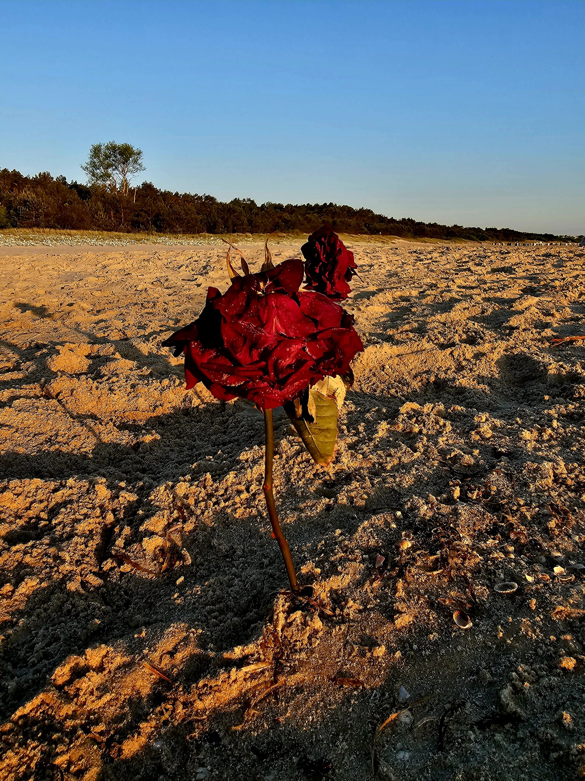 Sonnenaufgang auf Usedom