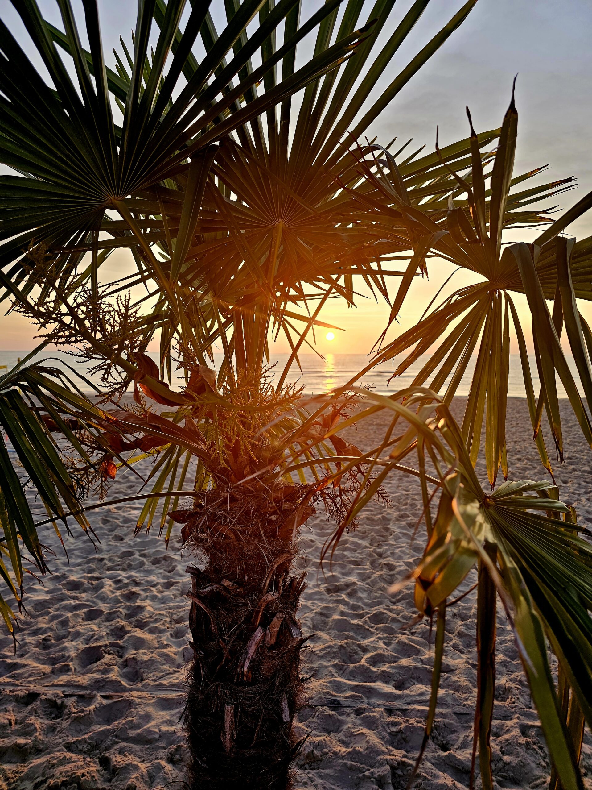Sonnenaufgang auf Usedom