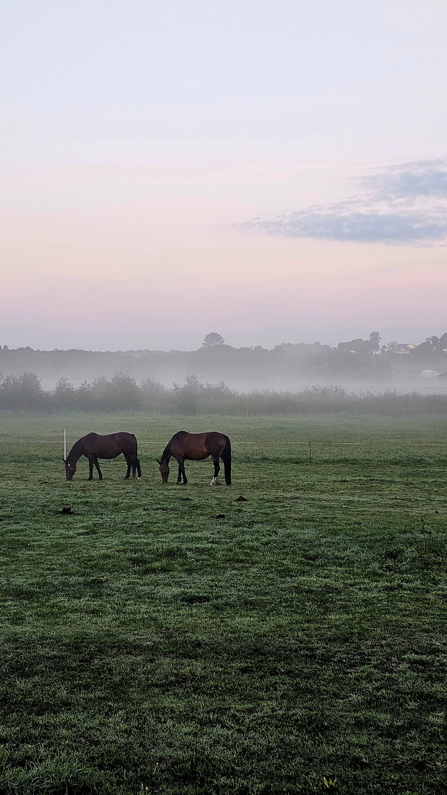 Natur auf Usedom