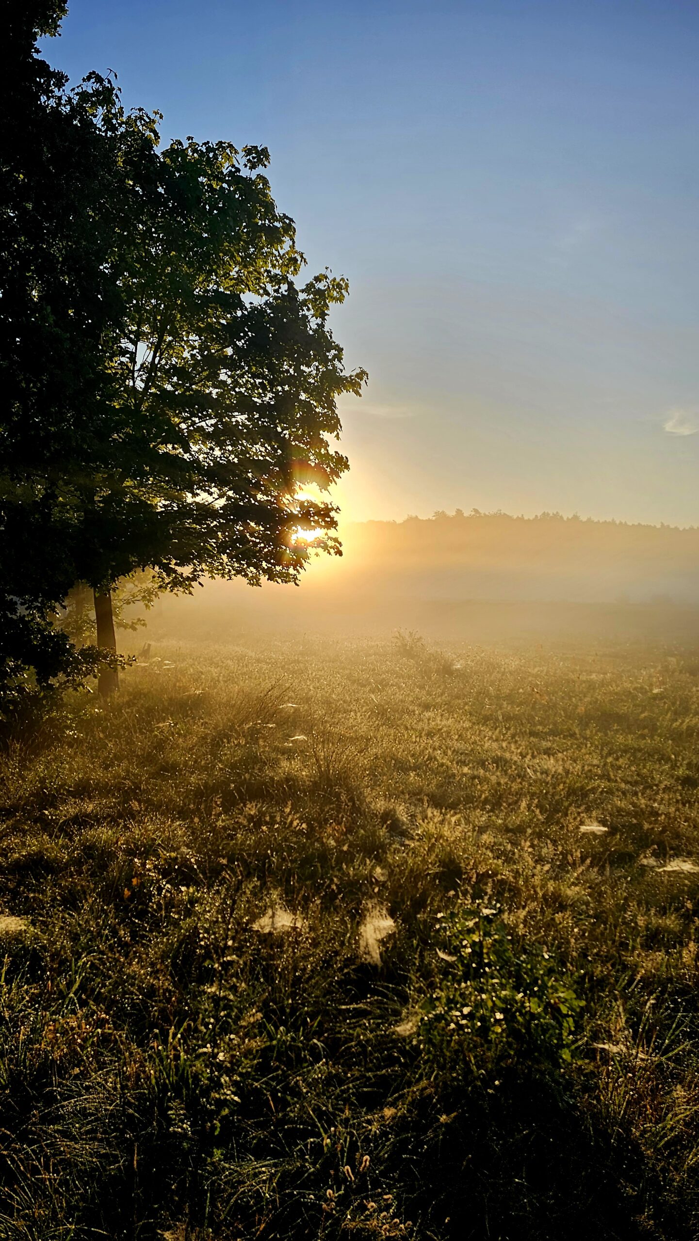 Natur auf Usedom