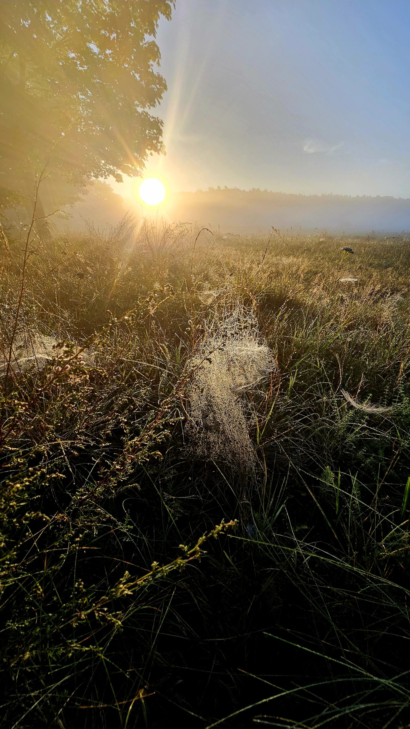 Natur auf Usedom