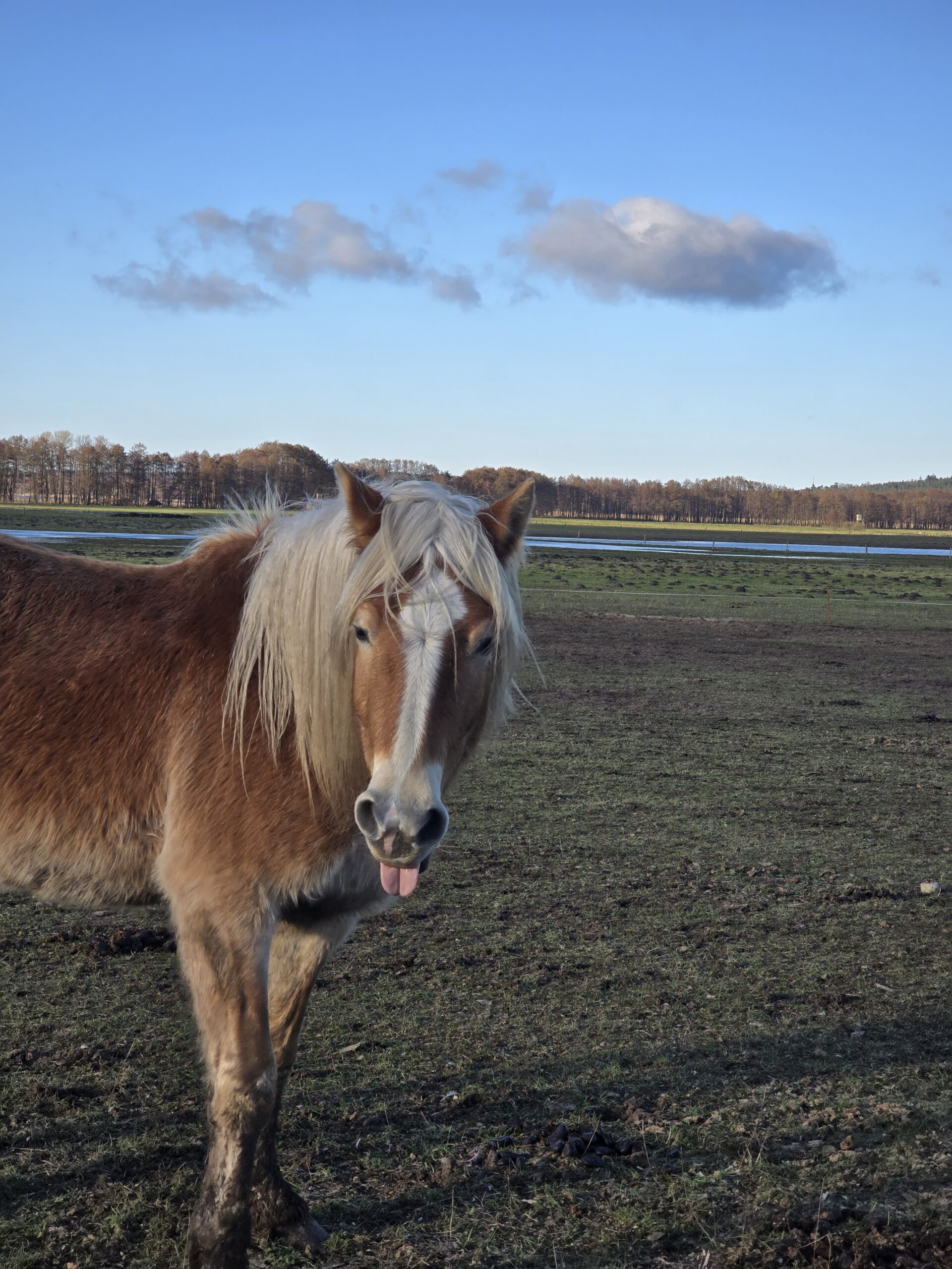 Natur auf Usedom