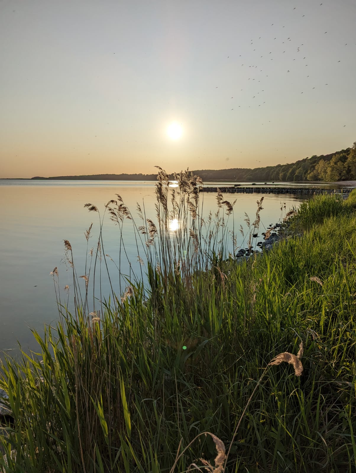 Natur auf Usedom