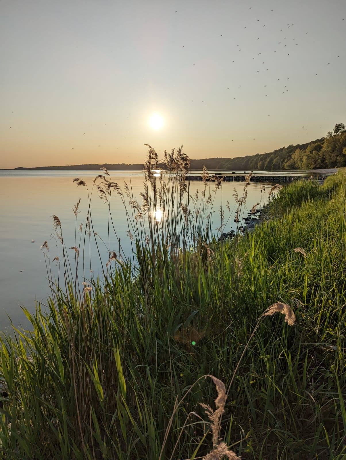 Natur auf Usedom